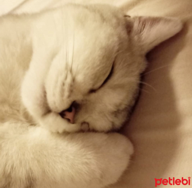 British Shorthair, Kedi  Axl fotoğrafı