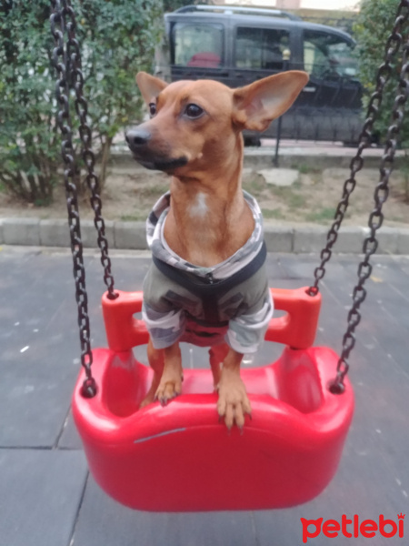Minyatür Pinscher, Köpek  Çiko fotoğrafı