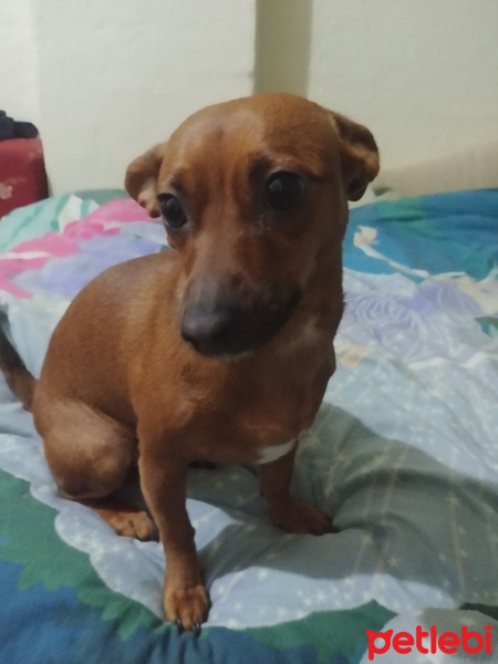 Minyatür Pinscher, Köpek  Çiko fotoğrafı