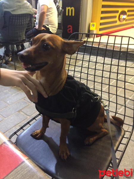 Minyatür Pinscher, Köpek  Çiko fotoğrafı
