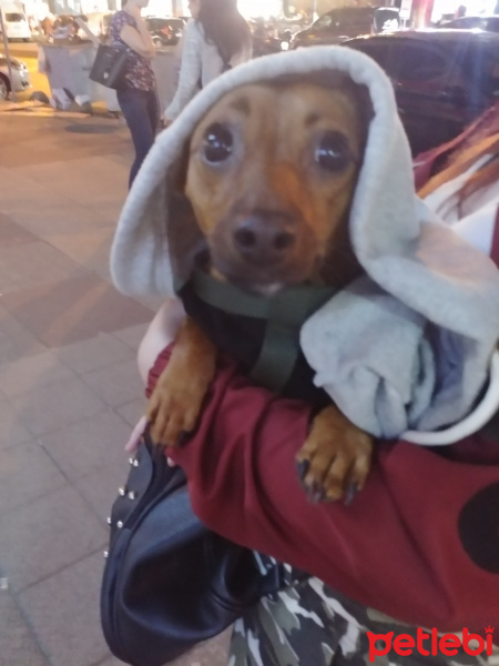 Minyatür Pinscher, Köpek  Çiko fotoğrafı