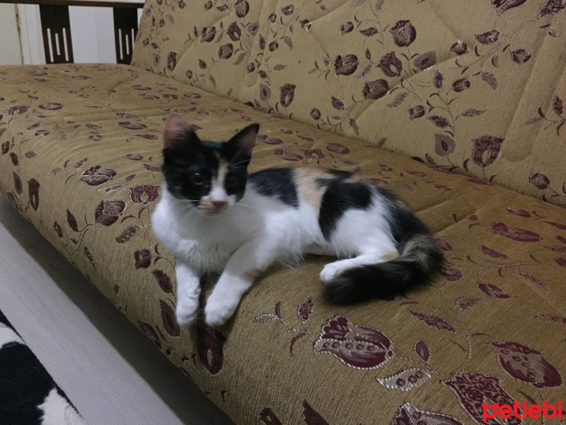 Tekir Kedi, Kedi  Patik fotoğrafı