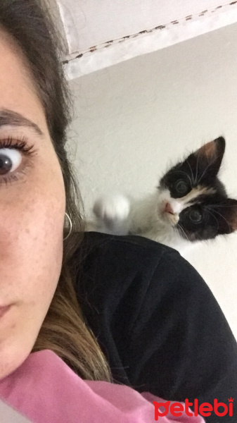Tekir Kedi, Kedi  Patik fotoğrafı