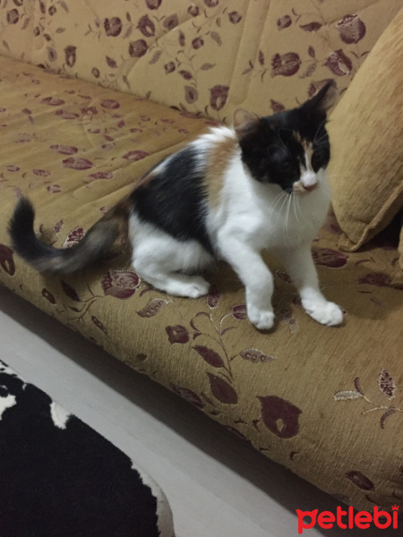 Tekir Kedi, Kedi  Patik fotoğrafı