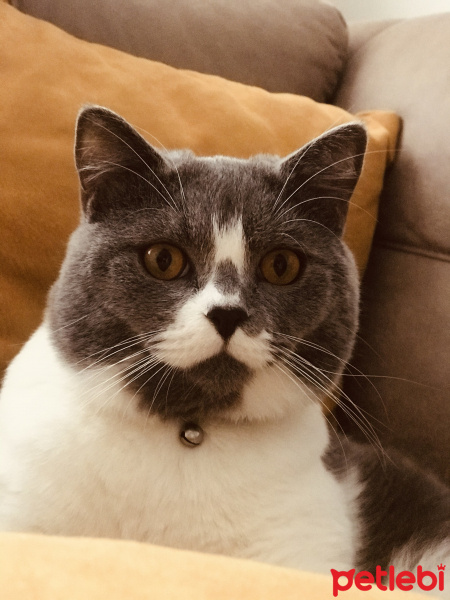 British Shorthair, Kedi  Darlin fotoğrafı