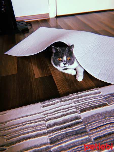 British Shorthair, Kedi  Darlin fotoğrafı