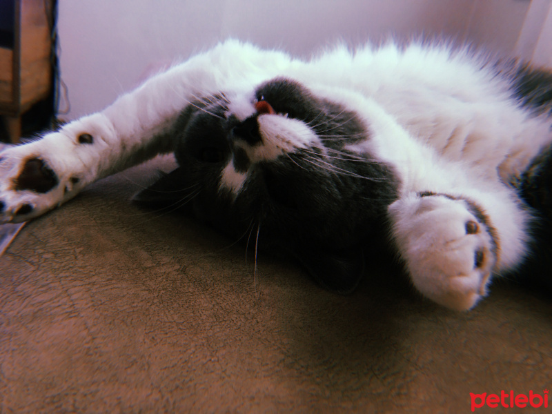 British Shorthair, Kedi  Darlin fotoğrafı