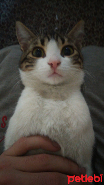 Tekir Kedi, Kedi  Sasuke fotoğrafı