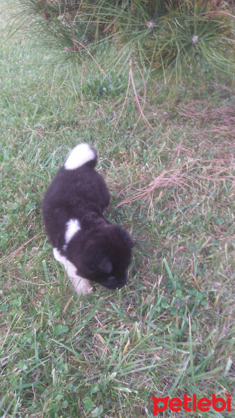 Akita İnu, Köpek  AKİ fotoğrafı