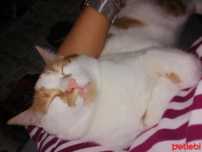 Sarman, Kedi  Mışık fotoğrafı