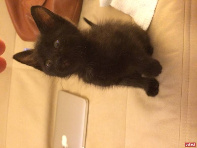 Tekir Kedi, Kedi  Şans fotoğrafı