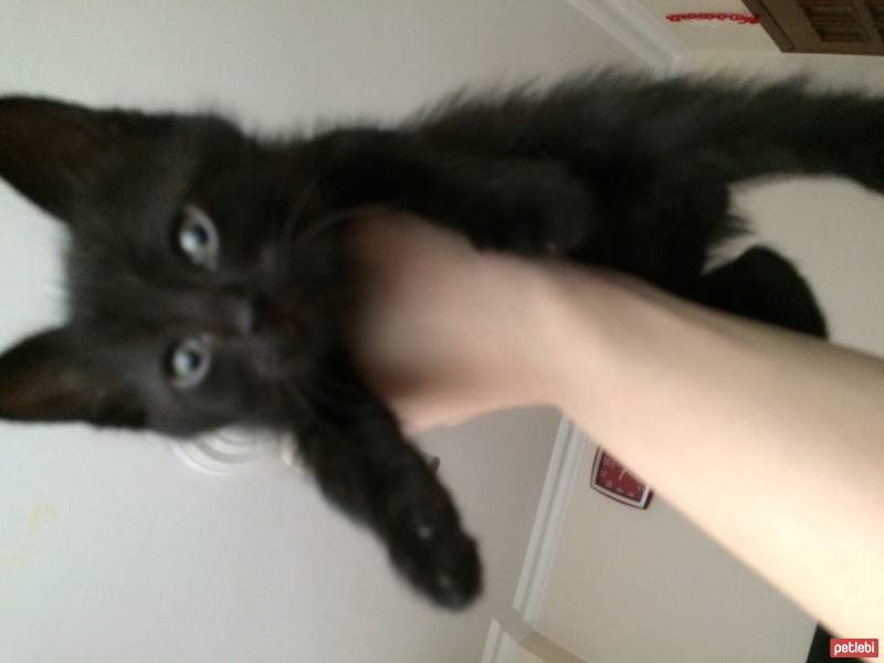 Tekir Kedi, Kedi  Şans fotoğrafı