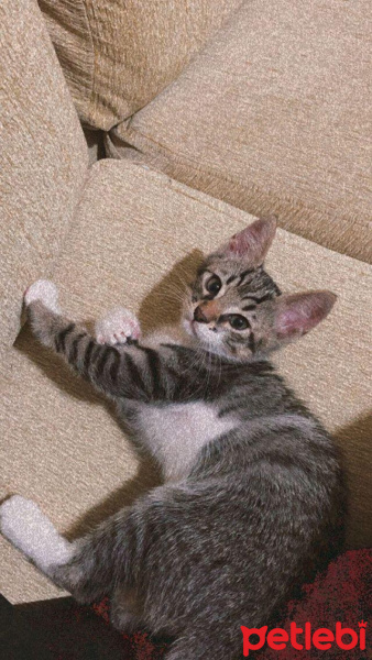 Tekir Kedi, Kedi  jungle fotoğrafı