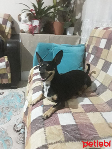 Minyatür Pinscher, Köpek  Şiva fotoğrafı