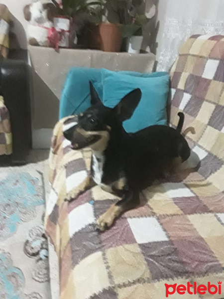 Minyatür Pinscher, Köpek  Şiva fotoğrafı