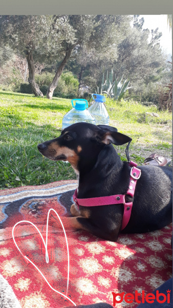 Minyatür Pinscher, Köpek  Şiva fotoğrafı