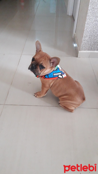 Fransız Bulldog, Köpek  Tarçın fotoğrafı