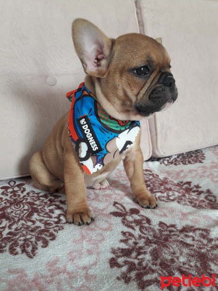 Fransız Bulldog, Köpek  Tarçın fotoğrafı