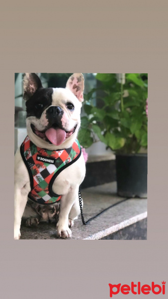 Fransız Bulldog, Köpek  Kokoş fotoğrafı