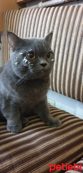 British Shorthair, Kedi  Çiço fotoğrafı