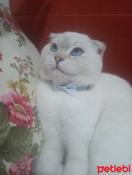 Scottish Fold, Kedi  Pamuk fotoğrafı