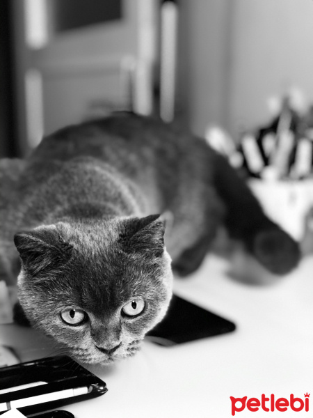 British Shorthair, Kedi  Yuma fotoğrafı