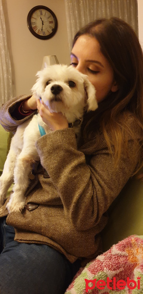Maltese, Köpek  BAMBA fotoğrafı