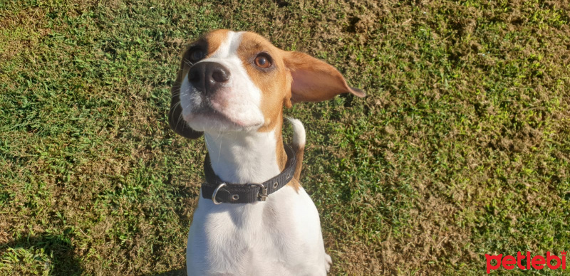 Beagle, Köpek  Raven fotoğrafı
