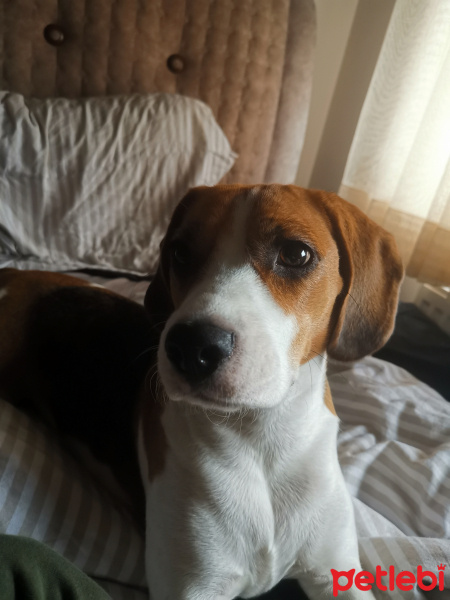 Beagle, Köpek  Raven fotoğrafı