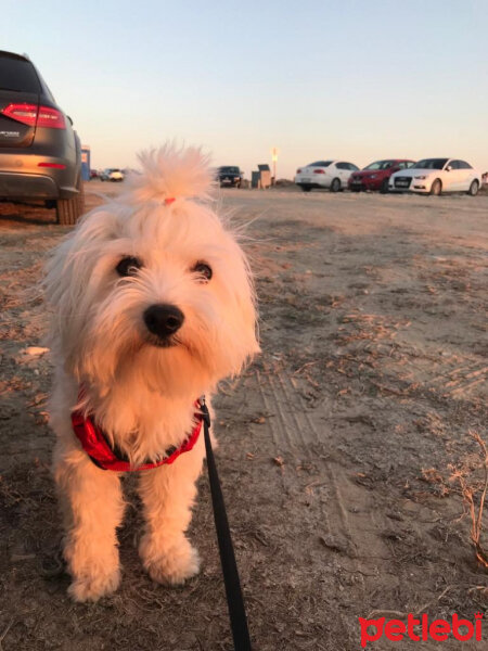 Maltese, Köpek  Lucky fotoğrafı