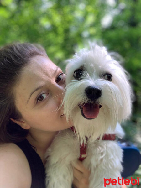 Maltese, Köpek  Lucky fotoğrafı