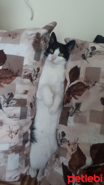 Tekir Kedi, Kedi  Lili fotoğrafı