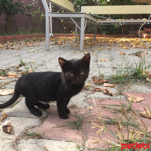 Tekir Kedi, Kedi  Karam fotoğrafı