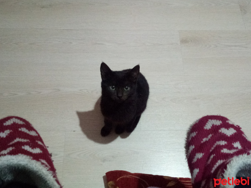 Tekir Kedi, Kedi  Karam fotoğrafı