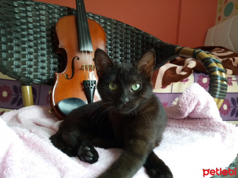 Tekir Kedi, Kedi  Karam fotoğrafı