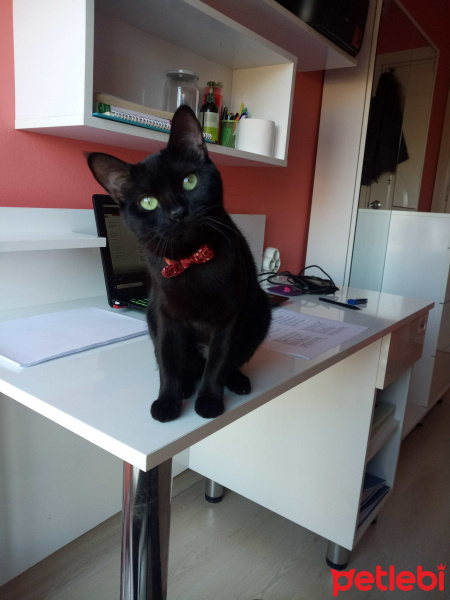Tekir Kedi, Kedi  Karam fotoğrafı