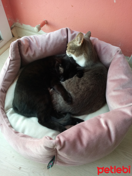 Tekir Kedi, Kedi  Karam fotoğrafı