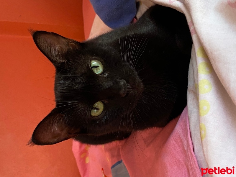 Tekir Kedi, Kedi  Karam fotoğrafı