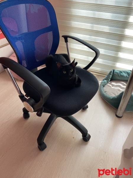 Tekir Kedi, Kedi  Karam fotoğrafı