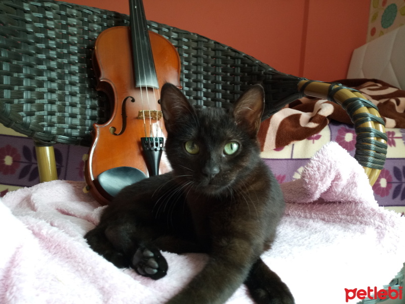 Tekir Kedi, Kedi  Karam fotoğrafı