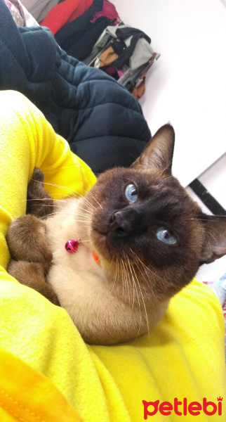 Siyam Kedisi, Kedi  Sufle fotoğrafı