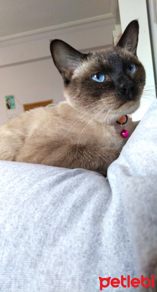 Siyam Kedisi, Kedi  Sufle fotoğrafı