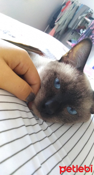 Siyam Kedisi, Kedi  Sufle fotoğrafı