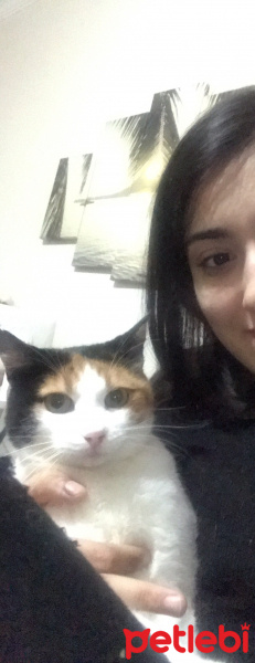 Soke, Kedi  Bella fotoğrafı