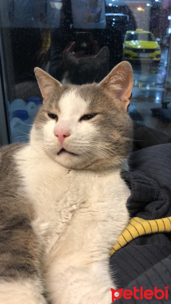 Tekir Kedi, Kedi  Rozy fotoğrafı