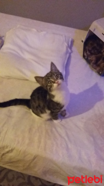 Tekir Kedi, Kedi  Poncik fotoğrafı