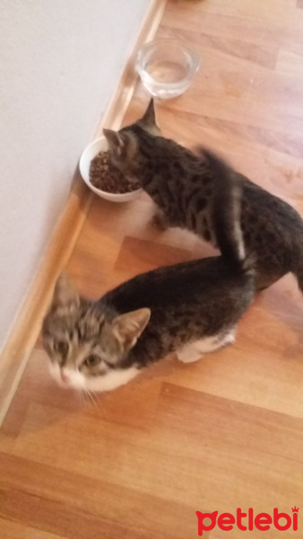 Tekir Kedi, Kedi  Poncik fotoğrafı