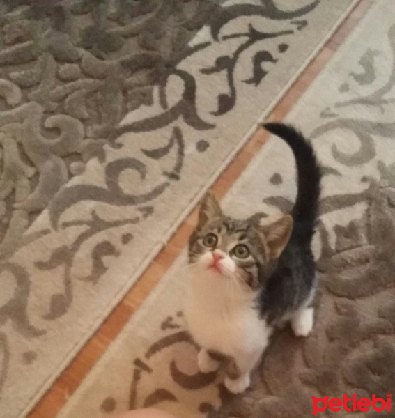 Tekir Kedi, Kedi  Poncik fotoğrafı