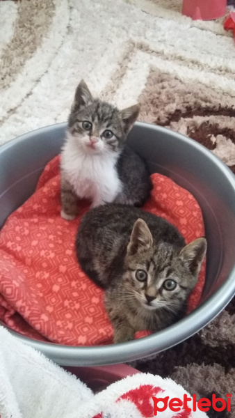 Tekir Kedi, Kedi  Poncik fotoğrafı