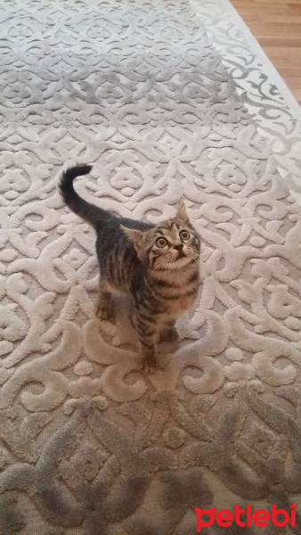 Tekir Kedi, Kedi  Cilveli fotoğrafı